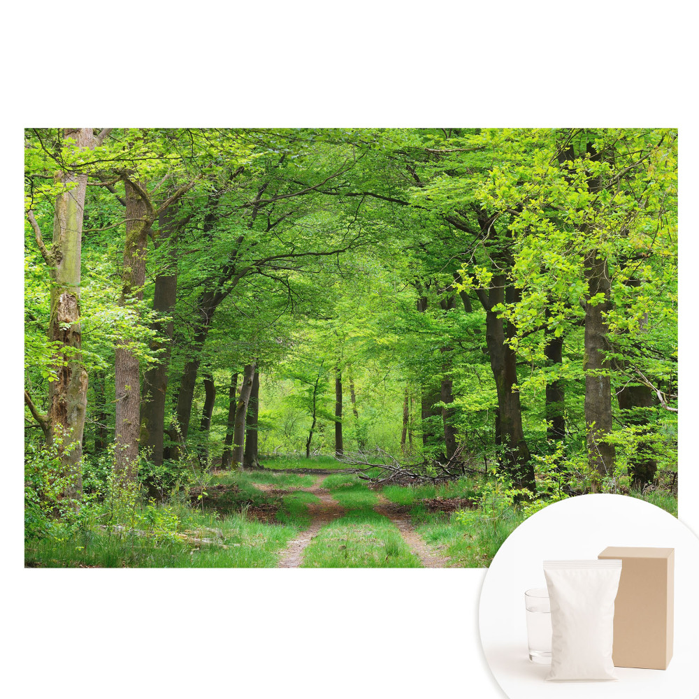 Velká fototapeta na zeď Harmonická scenérie zeleného lesa