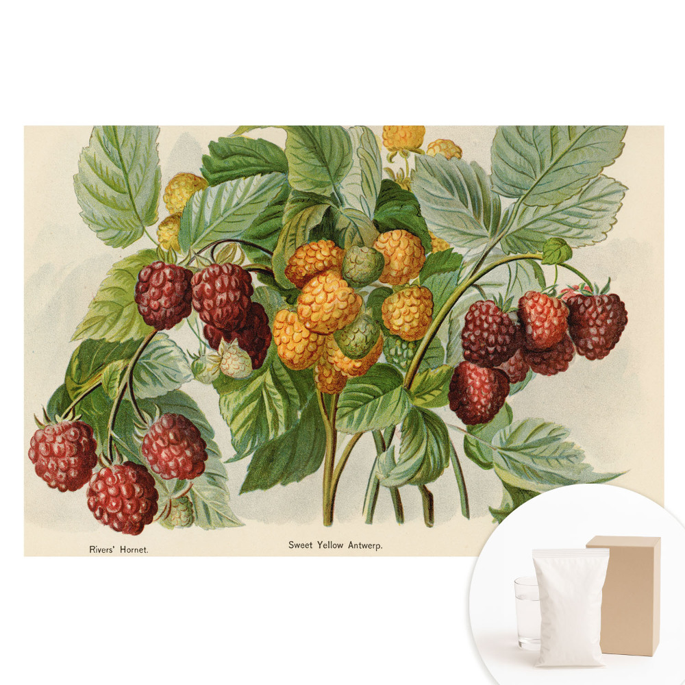 Velká fototapeta na zeď Maliny v botanické ilustraci
