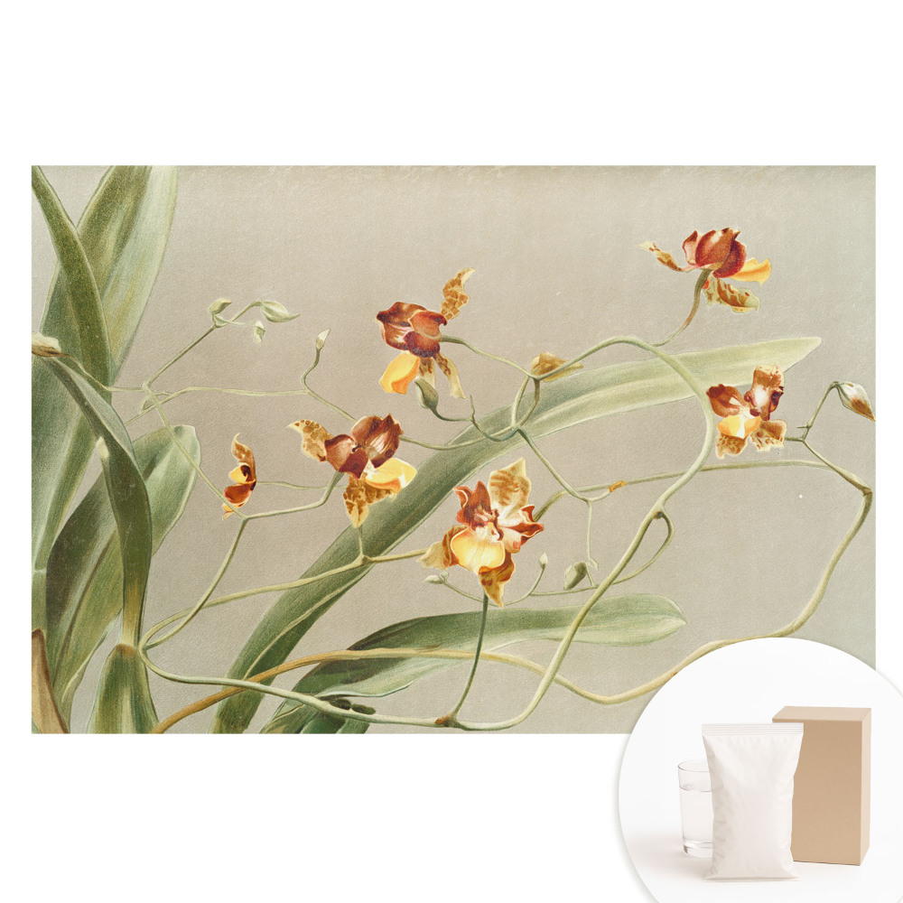 Fotografická tapeta na netkané textilii Krásné orchideje na šedém pozadí