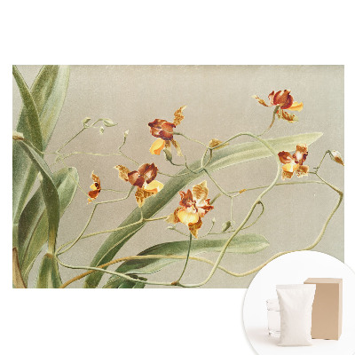 Fotografická tapeta na netkané textilii Krásné orchideje na šedém pozadí