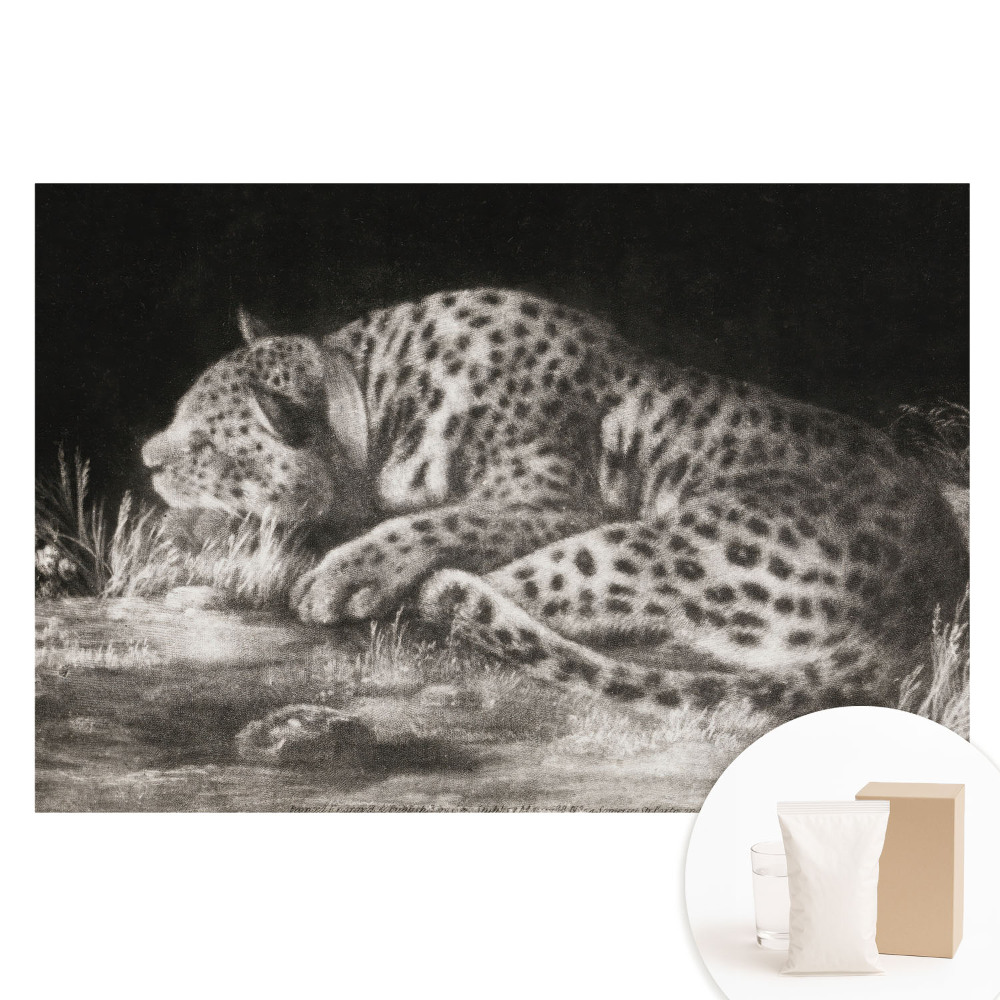 Fototapeta na vliesu Leopard odpočívající v trávě