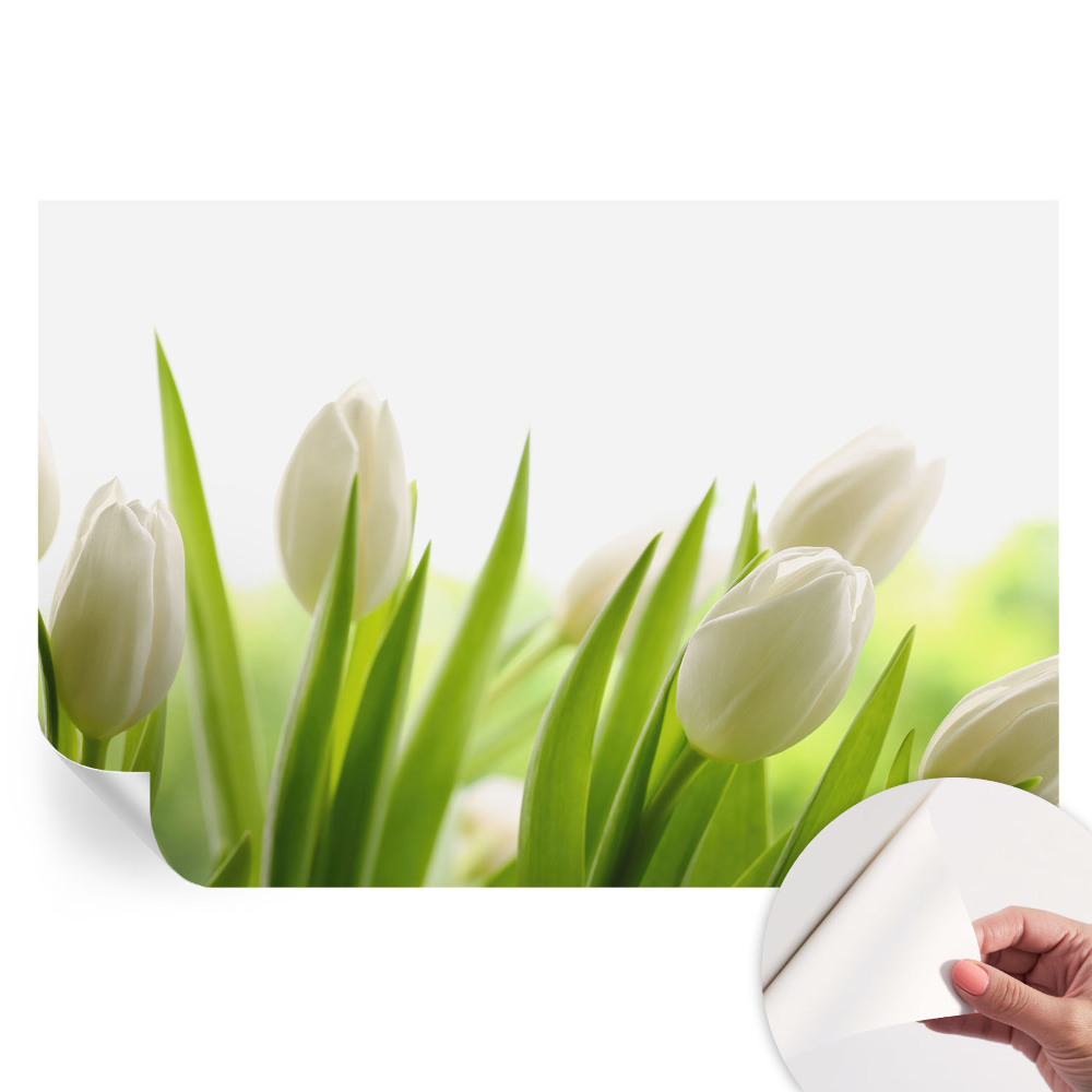 Samolepicí fotografická tapeta Bílé tulipány