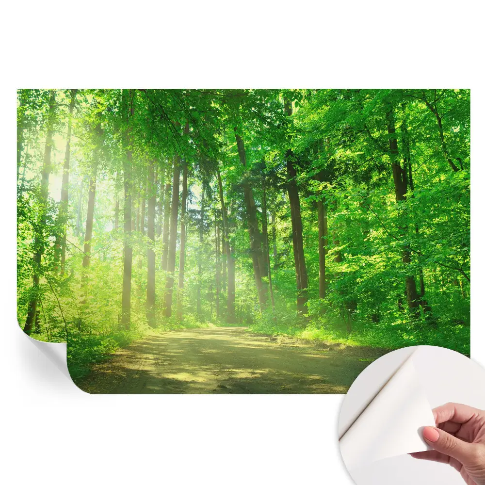 Moderní fototapeta do obývacího pokoje s motivem lesní cesty