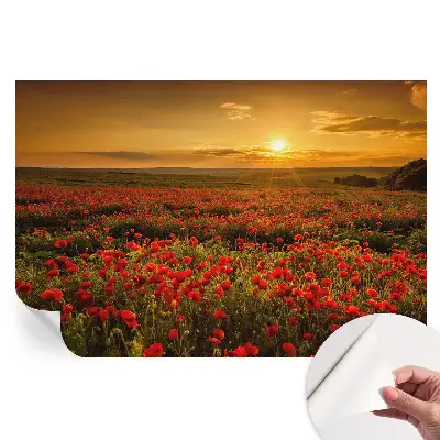 Samolepicí fototapeta Makové pole