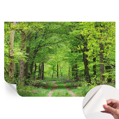 Samolepicí tapeta do obývacího pokoje Lesní cesta
