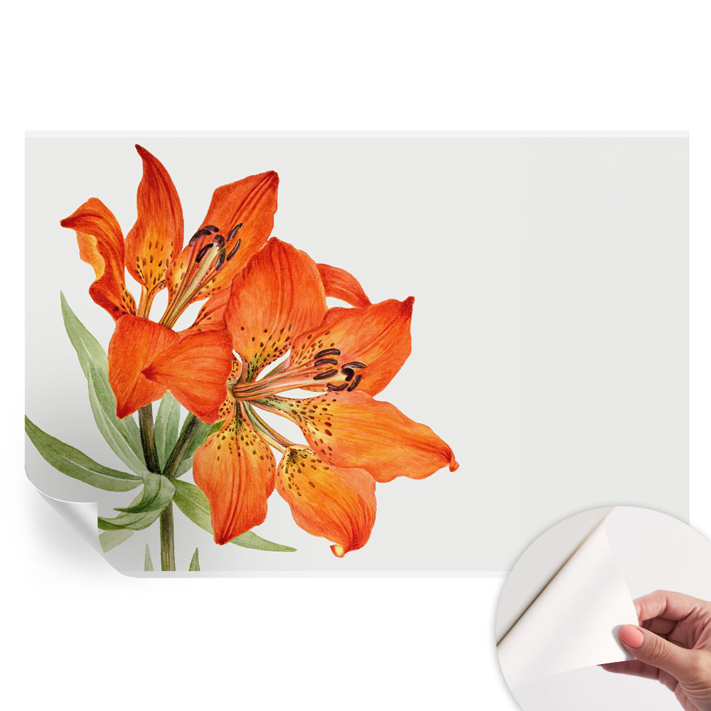 Samolepicí fototapeta Oranžová lilie
