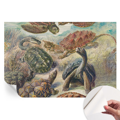 Moderní fototapeta do obývacího pokoje Želví fauna