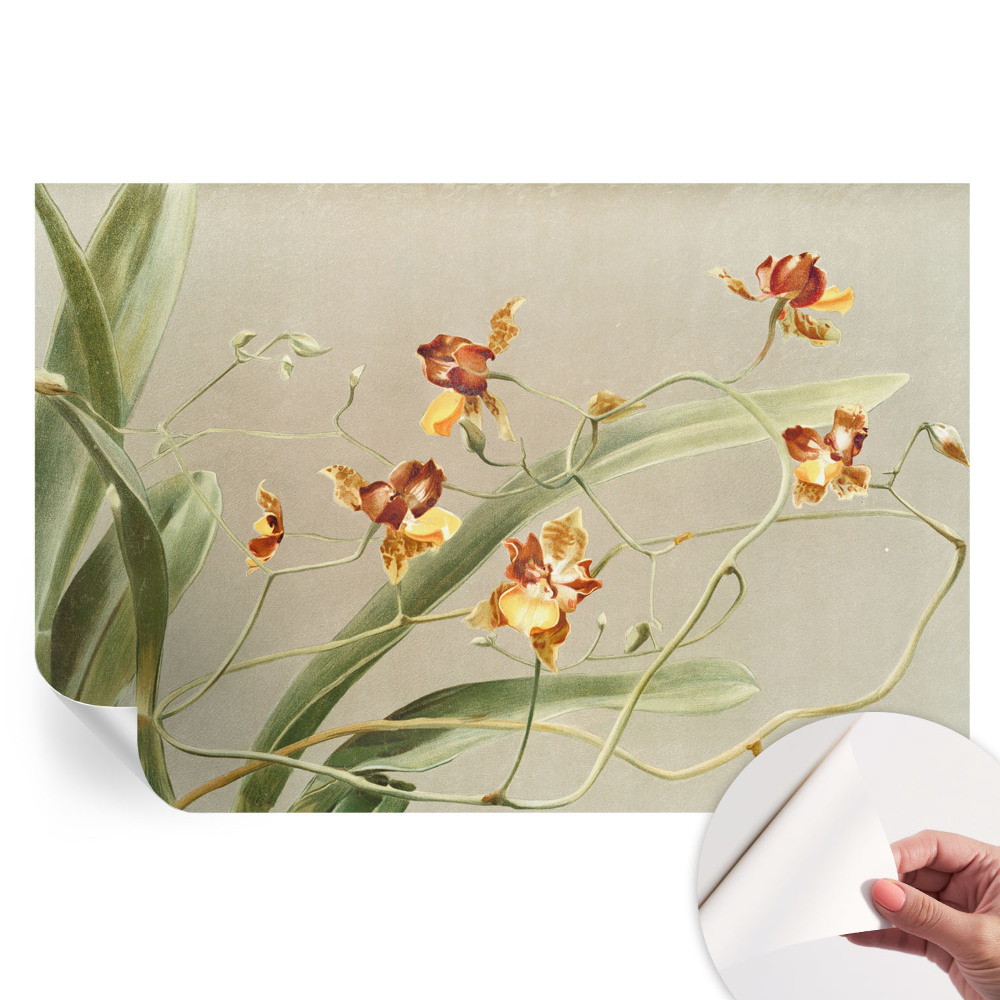 Samolepicí tapeta do obývacího pokoje Klasické orchideje