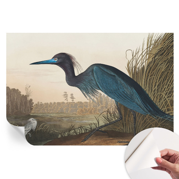 Samolepicí fototapeta Vodní ptáci