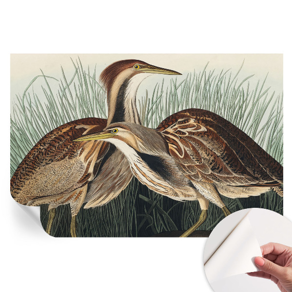 Samolepicí fotografická tapeta Realističtí ptáci