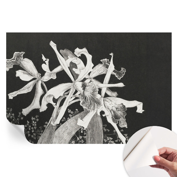 Samolepicí fototapeta Ilustrace orchideje