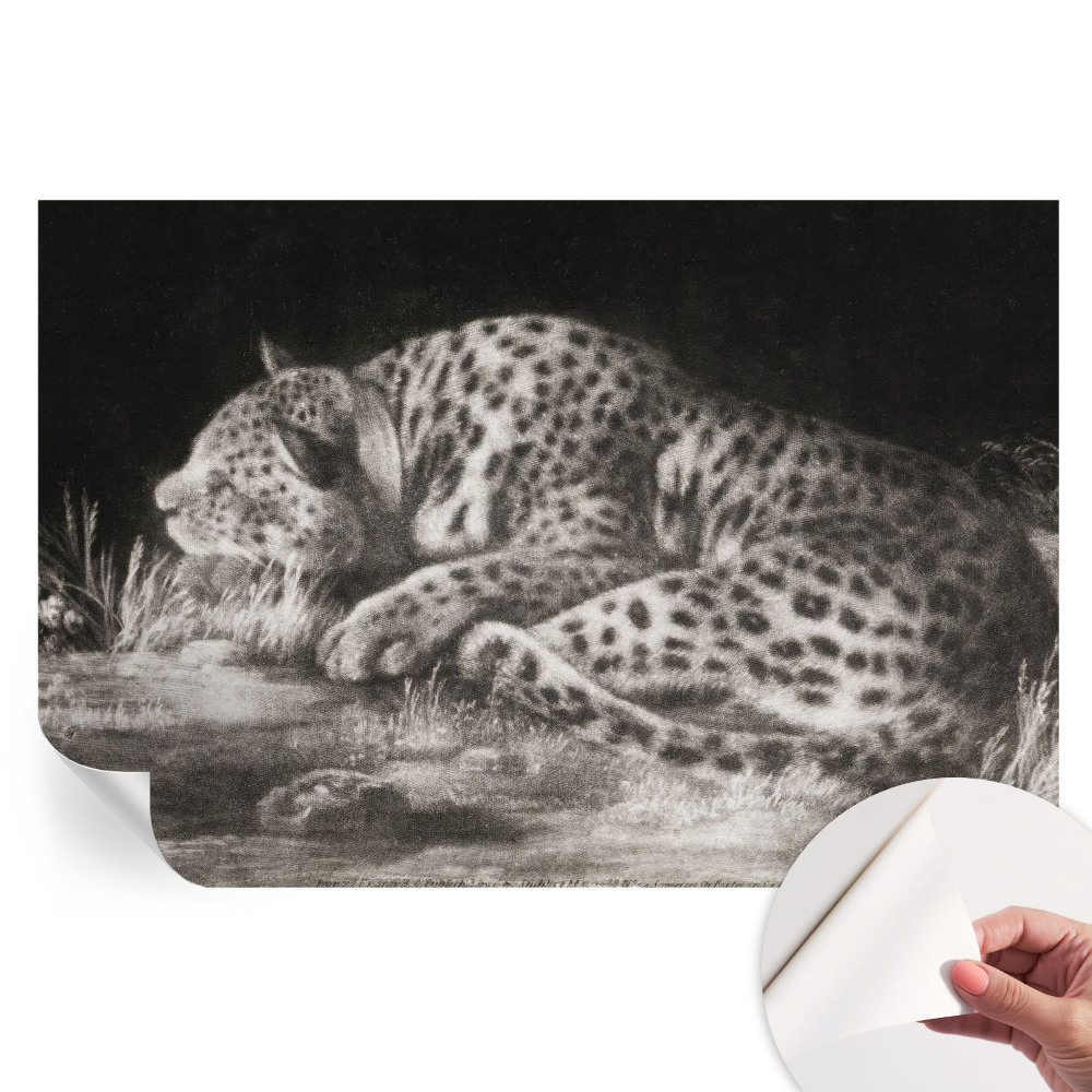 Samolepicí fototapeta do ložnice Leopard odpočívá