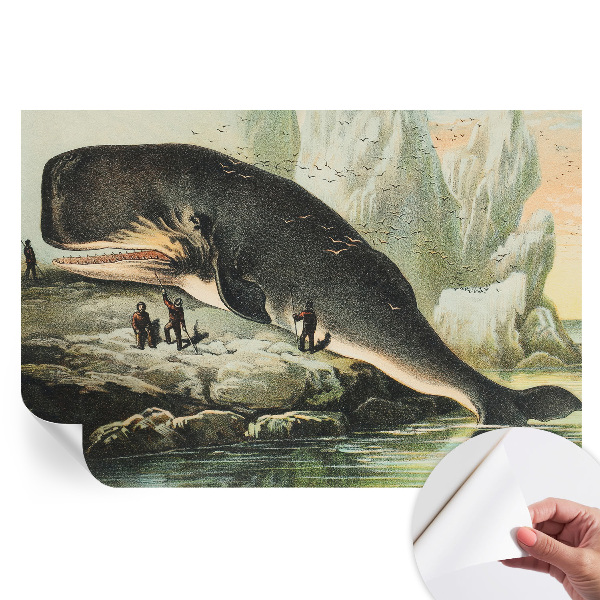 Samolepicí fotografická tapeta Mořský gigantismus