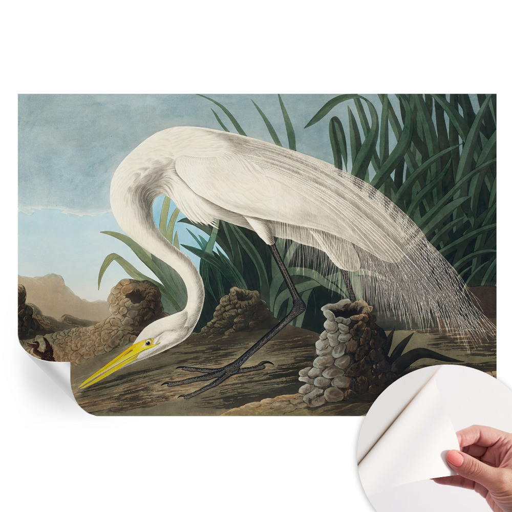 Samolepicí fotografická tapeta Majestátní volavka