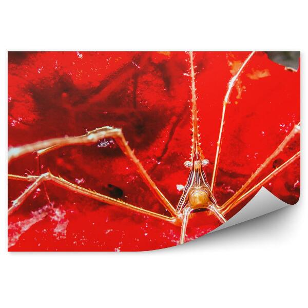 Fototapeta na zeď Podvodní svět barev zvířat