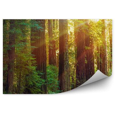 Fototapeta Cesta zeleným lesem vysoké stromy záře světla