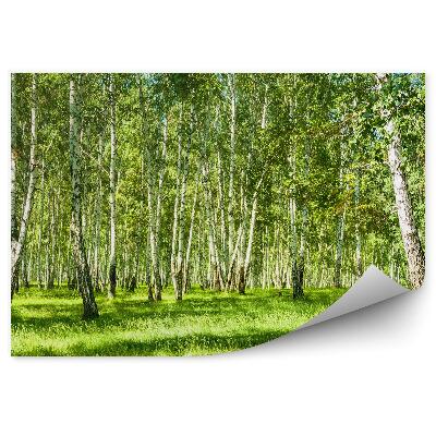 Fototapeta Březový les za slunečného dne