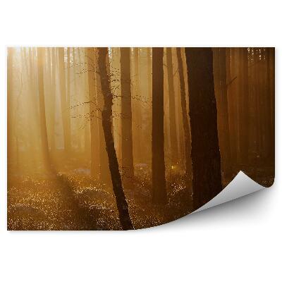 Fototapeta Zimní les pohled na západ slunce