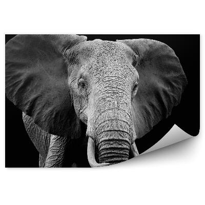 Fototapeta na zeď Slon na černém pozadí