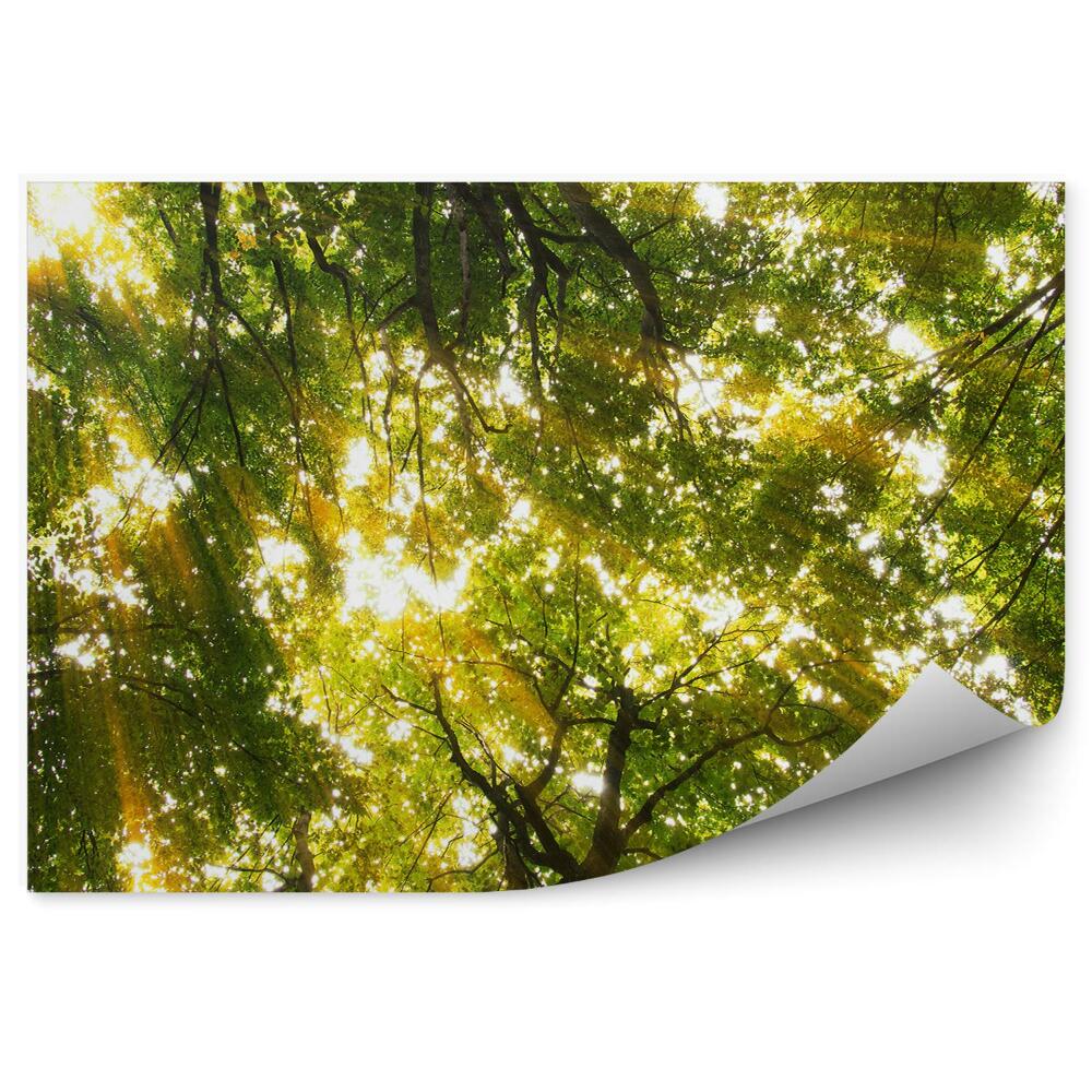 Fototapeta na zeď Lesní sluníčko