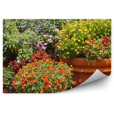 Fototapeta Květiny v květináčích kvetoucí barvy