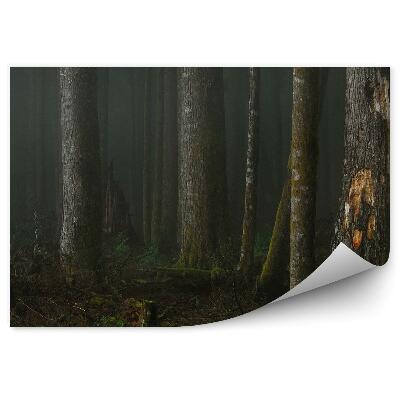 Samolepící fototapeta Modřínový les noc