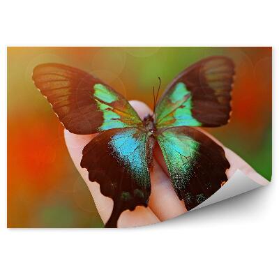 Fototapeta na zeď Samice ručně zbarvený černozelený motýl