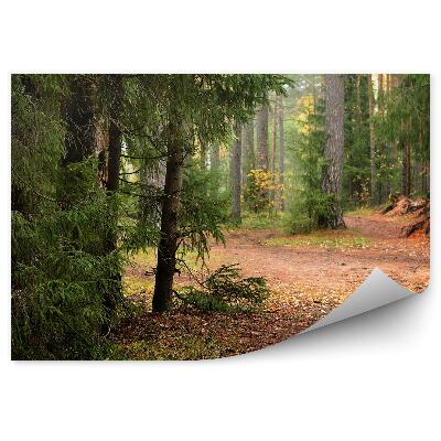 Samolepící fototapeta Borový les