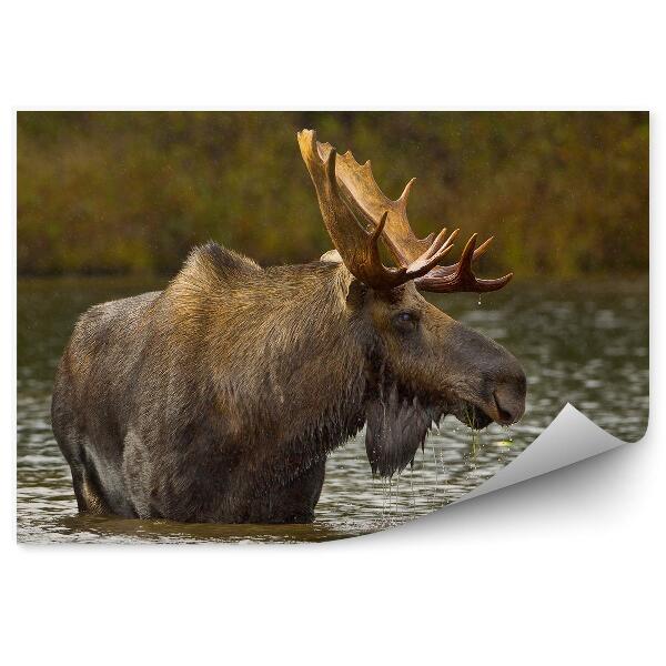 Samolepící fototapeta Los v jezeře