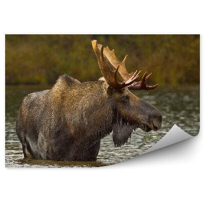 Samolepící fototapeta Los v jezeře