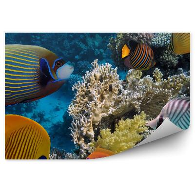 Fototapeta na zeď Korálový útes podvodní rybí krajina