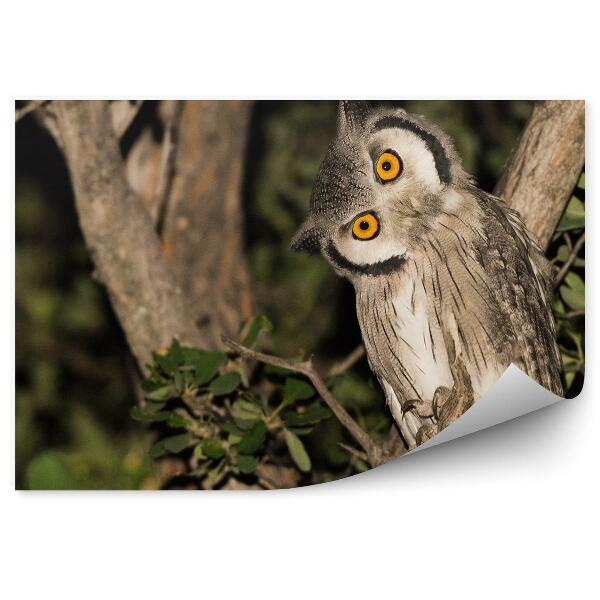 Fototapeta Sova na větvi v nočním lese