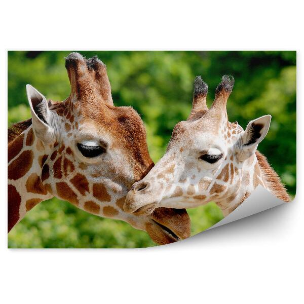 Fototapeta na zeď Portrét žirafy zvířata v zoo