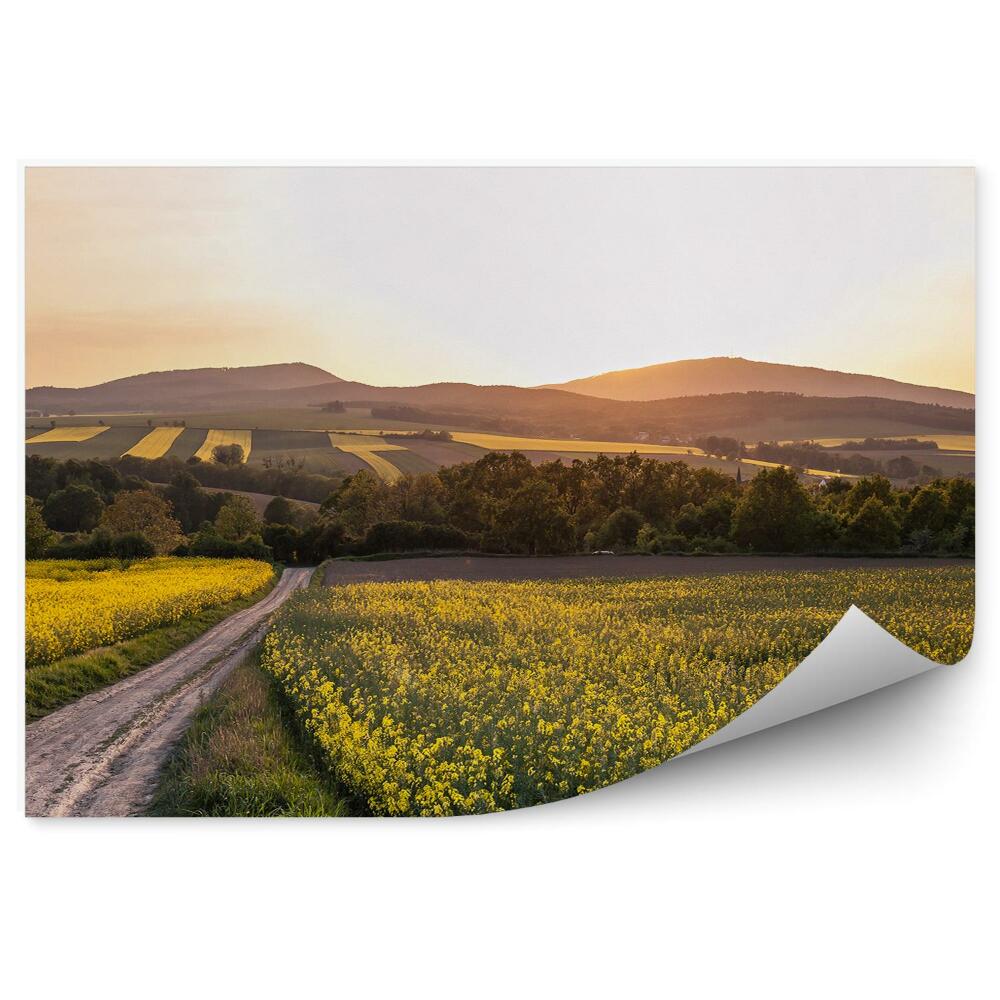 Fototapeta Pole květin cesta stromy kopce