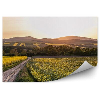 Fototapeta Pole květin cesta stromy kopce