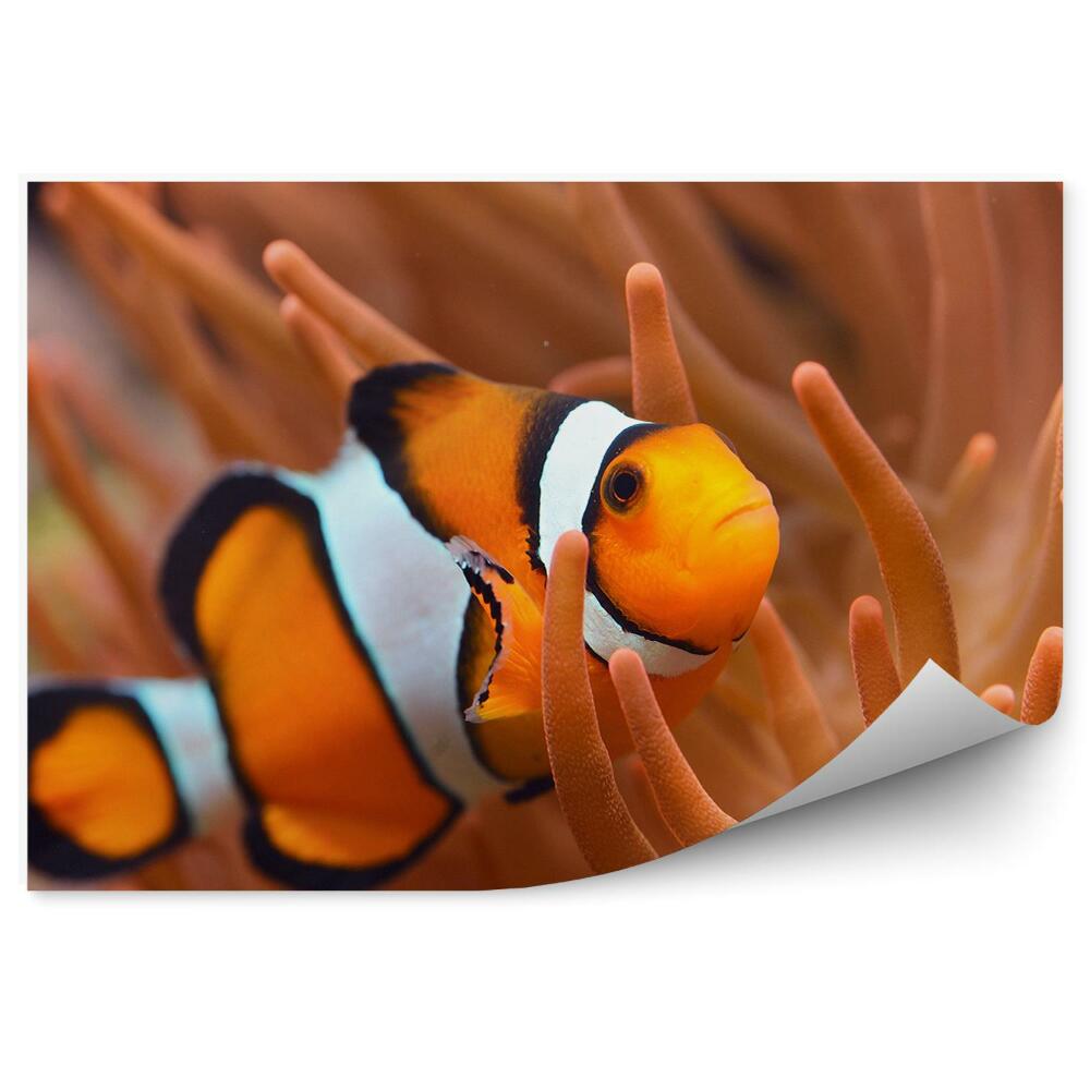 Fototapeta Rybka klaun a korály