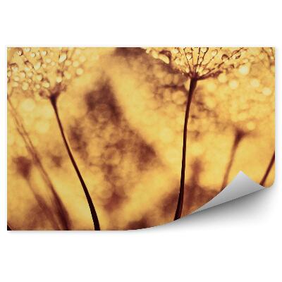 Fototapeta na zeď Pampeliška s kapkami rosy sépie