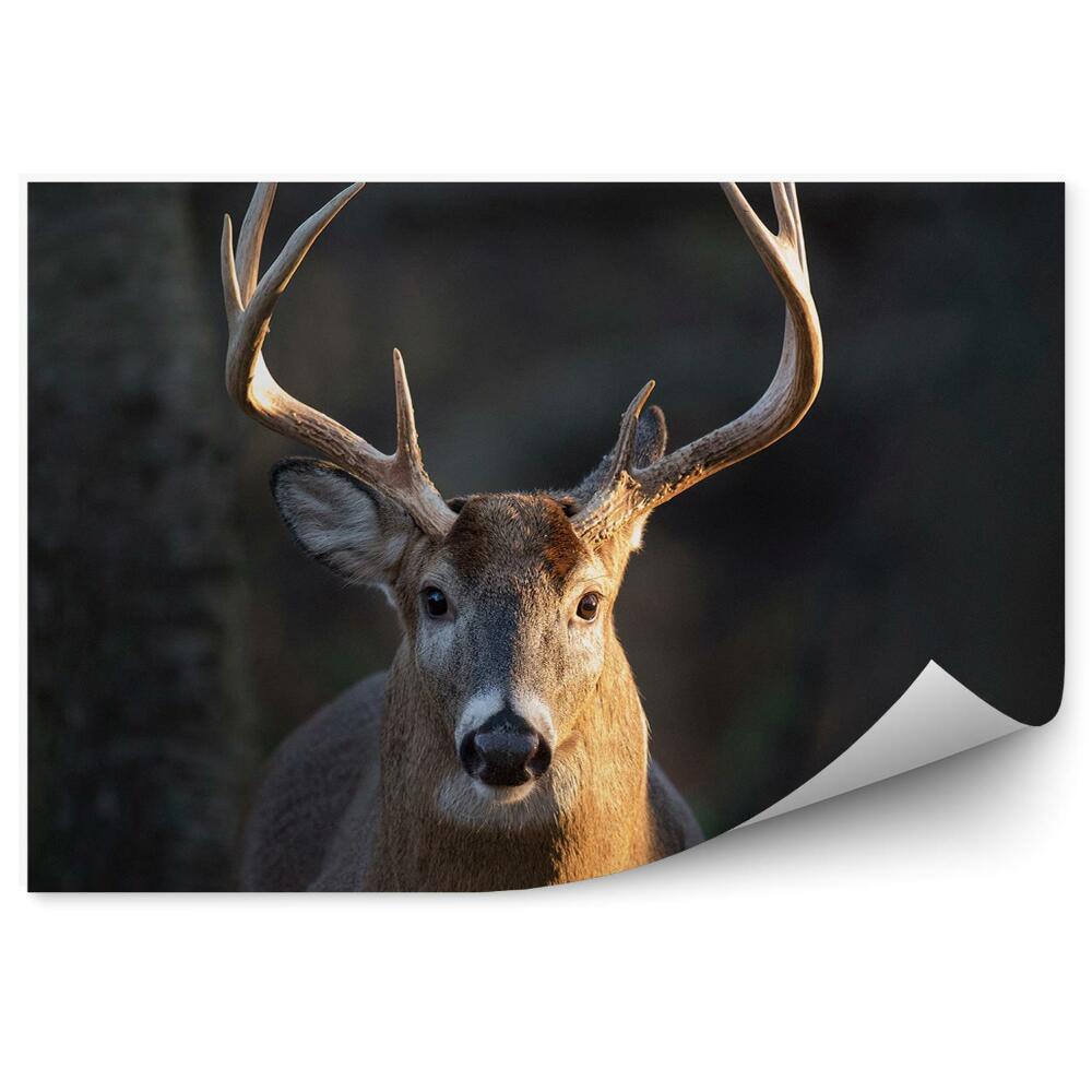 Fototapeta Jelen v klidu