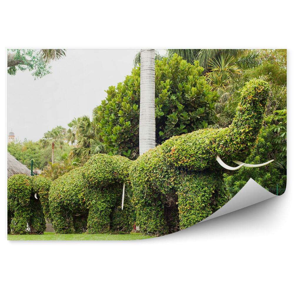 Fototapeta Okrasné zelené sloní keře