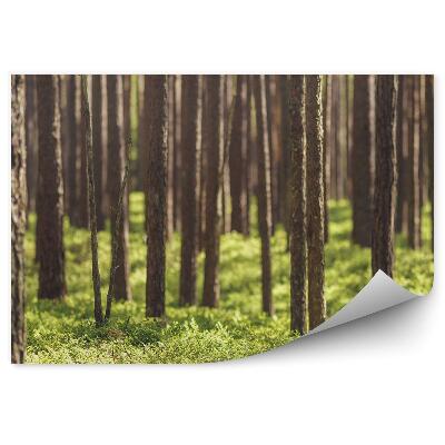 Fototapeta na zeď Jehličnatý les travní zelený