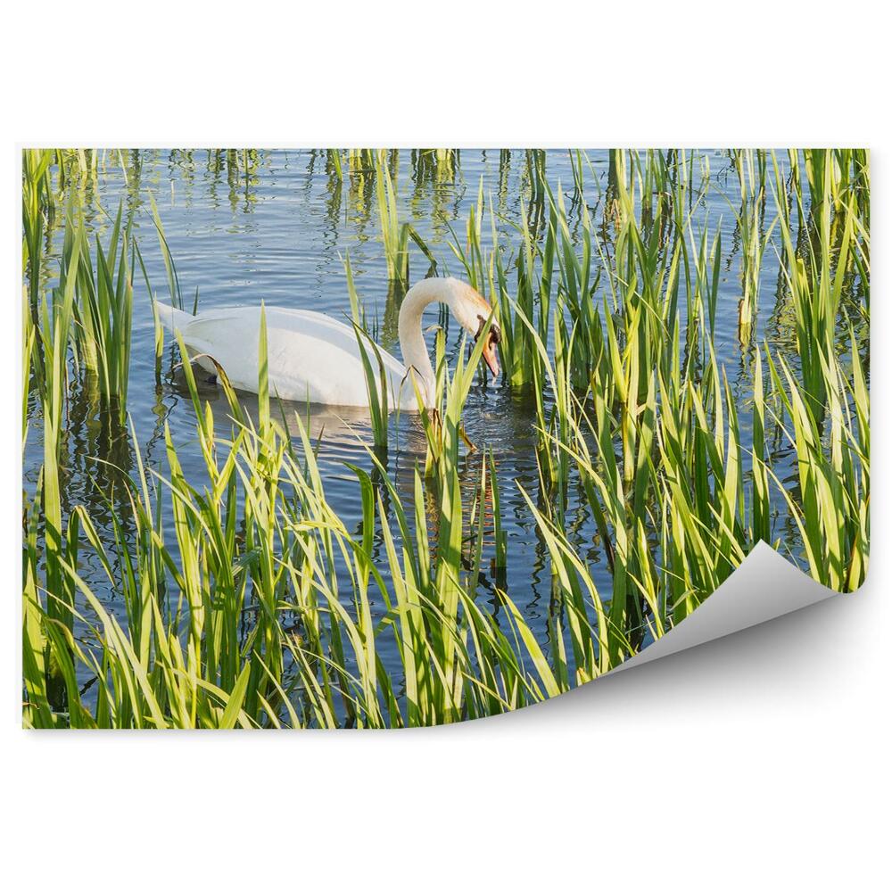 Samolepící fototapeta Bílé labutě v Helix Parku, Falkirk, Skotsko, Spojené království