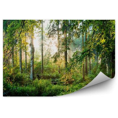 Samolepící fototapeta Zelený les