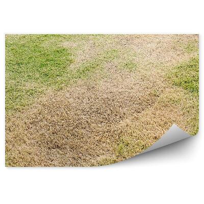 Fototapeta na zeď Sucho křehká tráva v létě