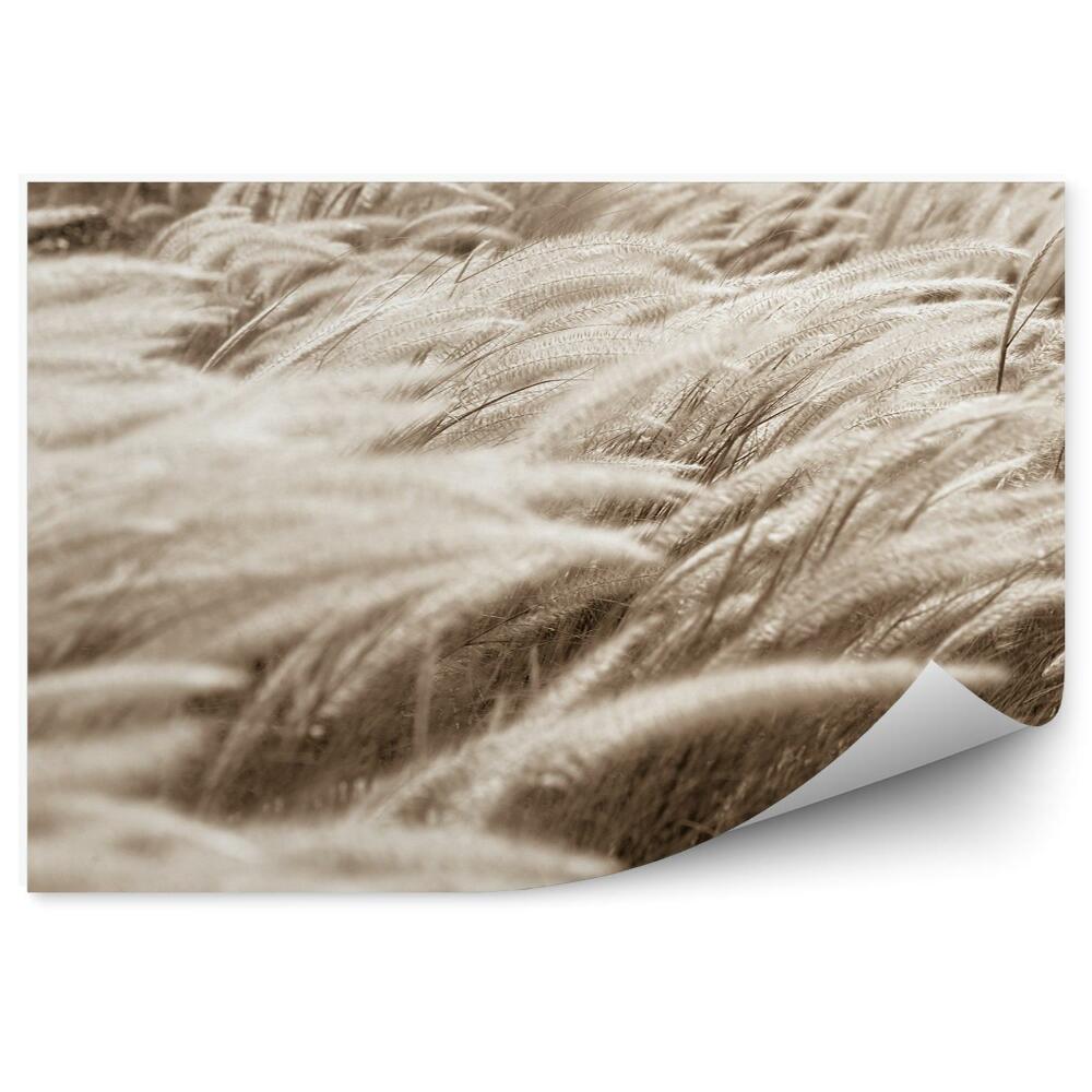 Samolepící fototapeta Uši travnaté pole vegetace přírody