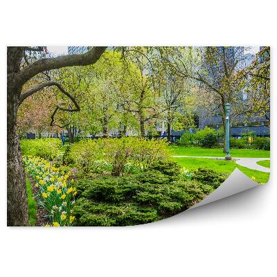 Fototapeta Stromy zahrady narcisy květiny městský park