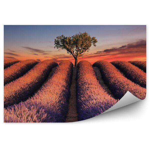 Fototapeta Levandulové pole květinové pásky strom západ slunce