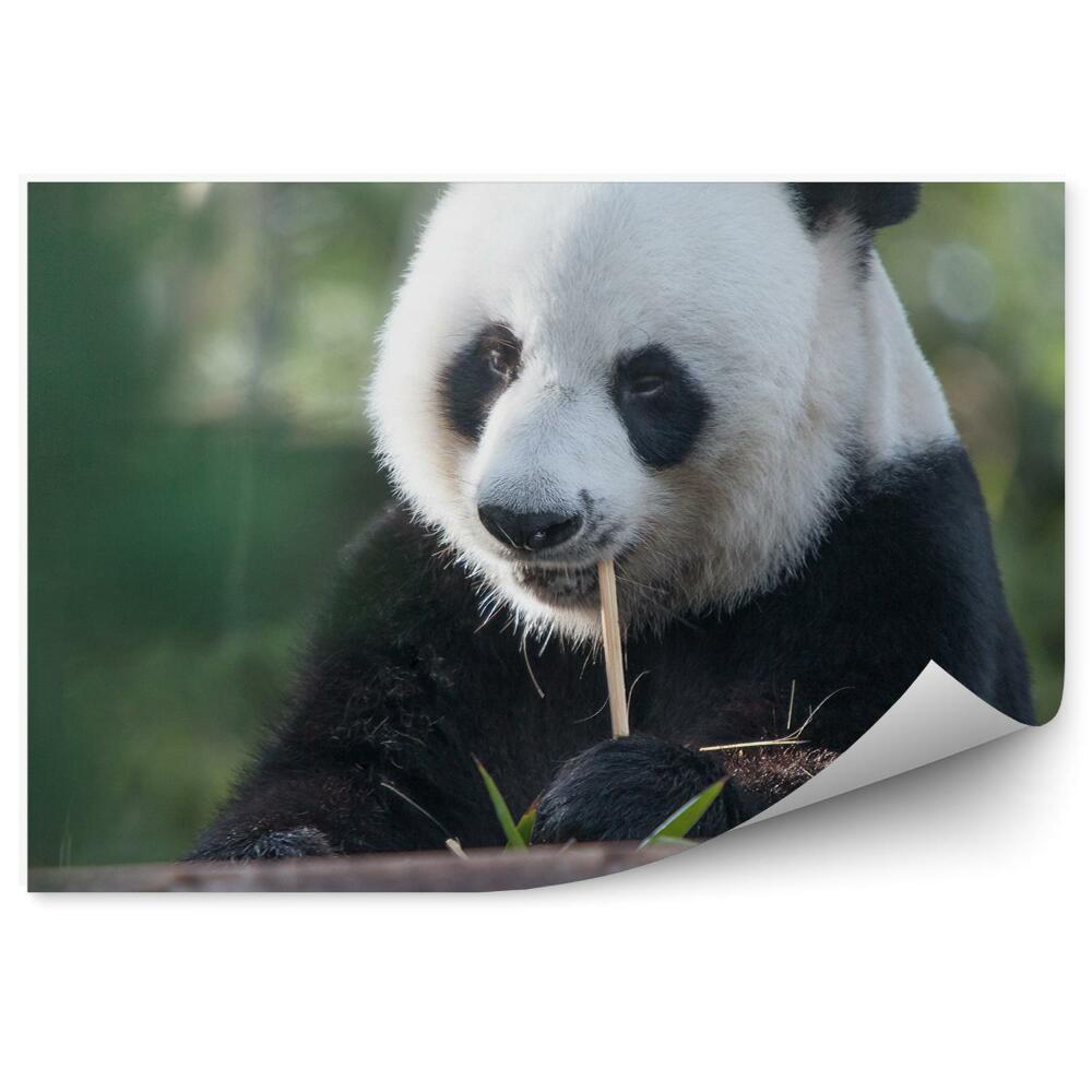 Fototapeta na zeď Zamyšlená panda