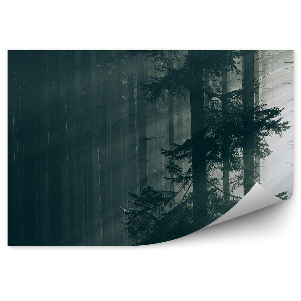 Samolepící fototapeta Sluneční paprsky lesní stromy