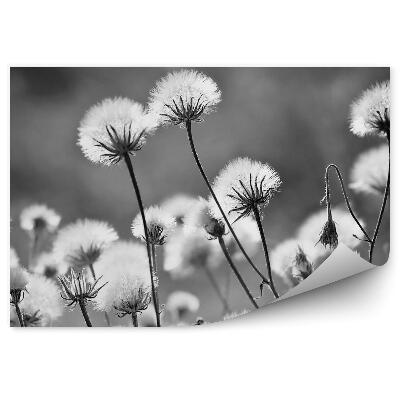 Fototapeta na zeď Pampelišky closeup černé a bílé