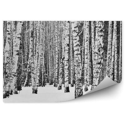 Samolepící fototapeta Zimní březový les sněhové stromy